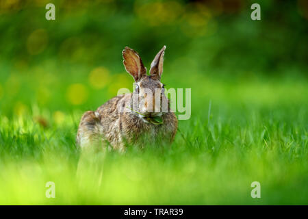 Vorderansicht Foto einer jungen osteuropäischen cottontail Rabbit (Sylvilagus floridanus) der Blick in die Kamera und lustiges Gesicht beim Essen in der offenen g Stockfoto