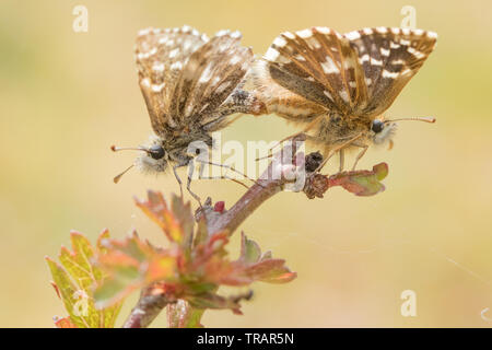 Malvae grizzled Skipper (Schmetterling) Verpaarung. Surrey, Großbritannien. Stockfoto