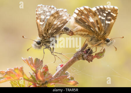 Malvae grizzled Skipper (Schmetterling) Verpaarung. Surrey, Großbritannien. Stockfoto