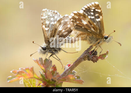 Malvae grizzled Skipper (Schmetterling) Verpaarung. Surrey, Großbritannien. Stockfoto