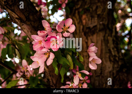 In der Nähe von Rosa Blumen blühen im Frühjahr Stockfoto