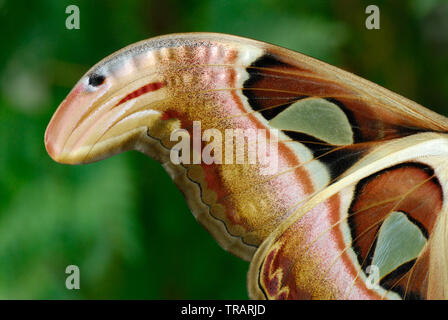 Flügel eines Atlas Moth. Nahaufnahme. Stockfoto