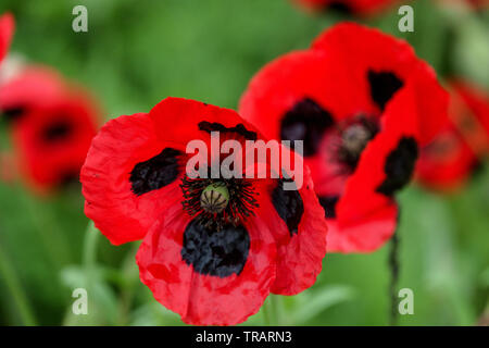 Papaver commutatum "Marienkäfer", winzige Flower red poppy, Mohn Stockfoto