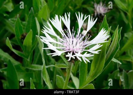 Centaurea montana Alba Weiße Staude kornblume Blumen Berg Flockenblume Stockfoto