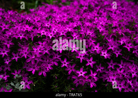 Schöne Kleine rosa Blumen blühen im Frühling Stockfoto