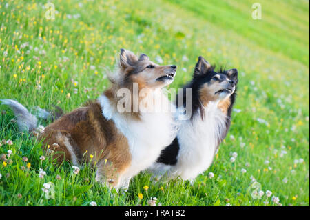 Shetland Sheepdogs auf der Wiese. Selektive konzentrieren. Stockfoto