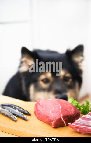 Hungrig Hund am Tisch betteln. Stockfoto