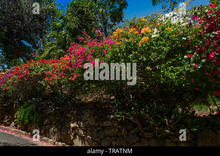 Bunte Bougainvillea Büsche auf Mustique Island Stockfoto