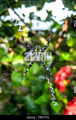 Gelb Garten Spider (Unterseite) in seinem Netz gegen einen tropischen Hintergrund, Kauai, Hawaii Stockfoto