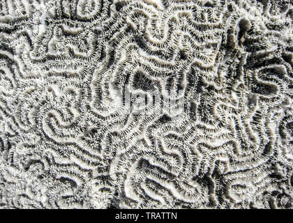 Gehirn Korallen am Strand in Cozumel, Mexiko Stockfoto
