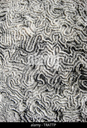 Gehirn Korallen am Strand in Cozumel, Mexiko Stockfoto