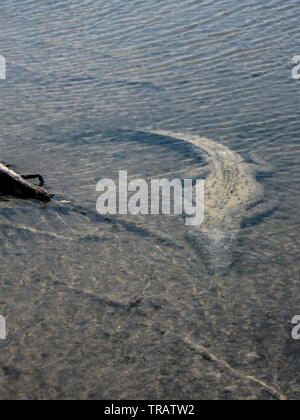 Ein amerikanisches Krokodil im flachen Wasser in Cozumel, Mexiko lauern (Crocodylus acutus) Stockfoto