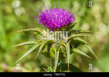 Schließen Sie bis zu einem mariendistel Blume, Point Reyes National Seashore, California, United States. Stockfoto