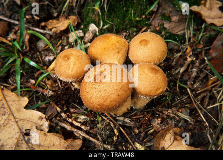 Lycoperdon perlatum, im Volksmund bekannt als die gemeinsame puffball Stockfoto