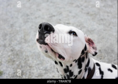 Porträt eines Dalmatiner Hund. Stockfoto