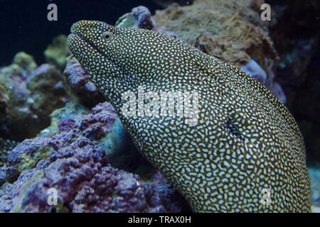 Honeycomb Muränen, auch als tesselate Moray, geschnürten Moray und Leopard Moray bekannt Stockfoto