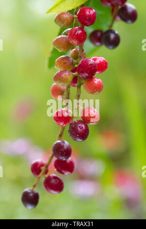 Bunte Beeren des Prunus Laurocerasus oder Cherry Laurel Stockfoto