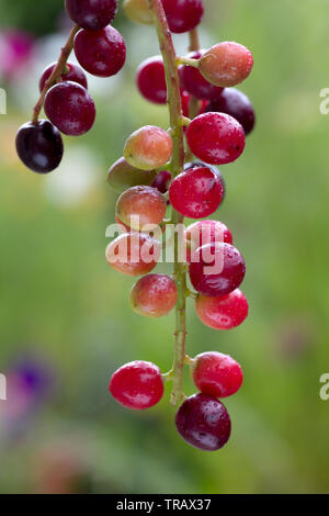 Bunte Beeren des Prunus Laurocerasus oder Cherry Laurel Stockfoto
