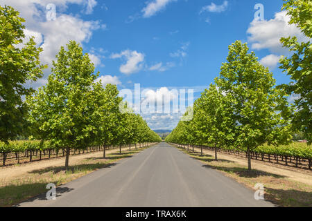 Eingang Straße, mit Reihen von London planetrees, in Kaminecke Winery, Yountville, California, United States. Stockfoto