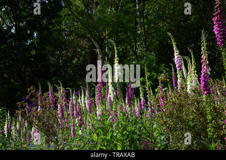 Hampstead Heath, Frühling 2019 Stockfoto