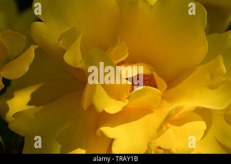 Eine Nahaufnahme einer einzelnen gelbe Rose. Stockfoto