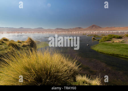 Flamingos in der Laguna Colorada, Bolivien Stockfoto