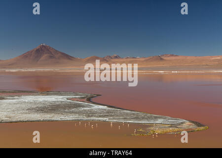 Flamingos in der Laguna Colorada, Bolivien Stockfoto