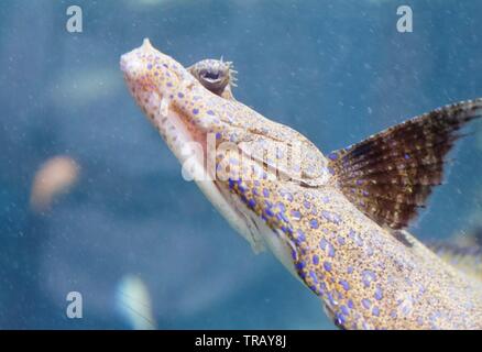 Peacock Flunder auch bekannt als blumige Flunder und Bothus mancus, in Maui, Hawaii Stockfoto