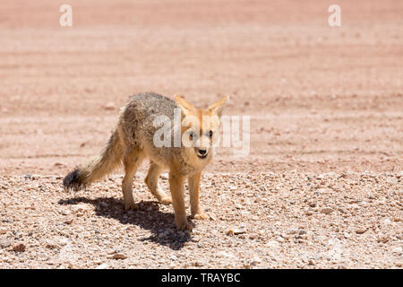 Wilden Fuchs im Altiplano in Bolivien Stockfoto