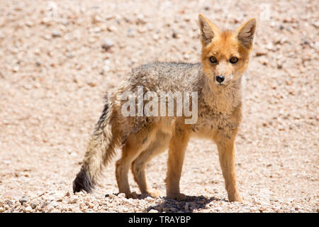 Wilden Fuchs im Altiplano in Bolivien Stockfoto