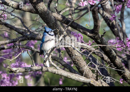 Diese bluejay hat ein ziemlich neugieriger Blick auf seinem Gesicht, als er hockt auf einem Zweig einer blühenden redbud Baum in Missouri. Bokeh Wirkung. Stockfoto