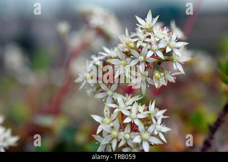 Coppertone Sedum Blumen Stockfoto