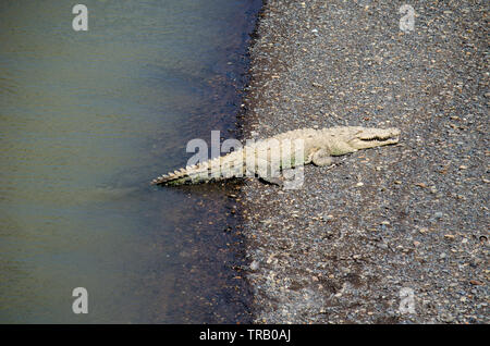 Krokodil in der Badewanne von Sun in Tarcoles Fluss in Costa Rica Stockfoto