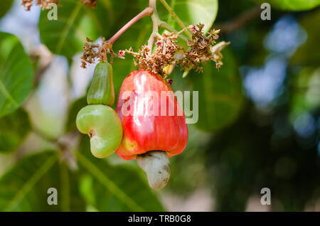 Kaschu-äpfel hängt am Baum Stockfoto