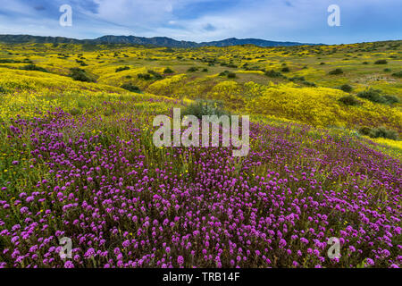 Eulen Klee, Monolopia, Caliente, Carrizo Plain National Monument, San Luis Obispo County, Kalifornien Stockfoto