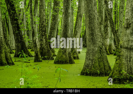 Cypress Swamp am Mississippi Stockfoto