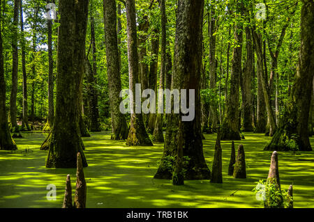 Cypress Swamp am Mississippi Stockfoto