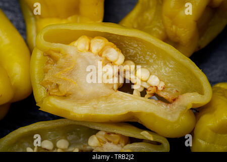 Gebeizt Golden griechische Paprika, pepperoncini oder Friggitelli (süßen italienischen Chili) auf Naturstein Hintergrund. Capsicum annuum. Stockfoto