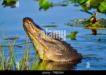 Es war die Zeit des Jahres, wenn männliche Alligatoren Brüllen und Gebrüll klingt. Stockfoto