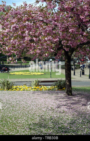 Cherry Blossom Tree (Prunus serrulate) auf Montpellier Hill in der Kurstadt Harrogate, North Yorkshire, England, UK. Stockfoto