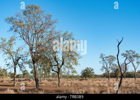 Mai 2019, Australien: Whitewood Trees (Atalaya hemiglauca) auf einem Bauernhof in der Nähe von Burren Junction, NSW, Australien Stockfoto