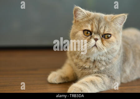 Exotische Kurzhaar Katze mit breiten Augen sitzt auf einem Holztisch Blick in die Kamera geben lustige Ausdrücke Stockfoto