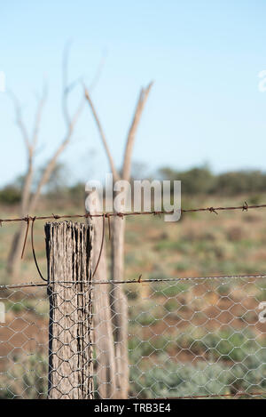 Eine alte Australische hartholz Zaunpfosten unterstützt noch ein Stacheldraht und Maschendrahtzaun auf einer Schaf- und Rinderzucht Eigenschaft im Nordwesten NSW, Australien Stockfoto