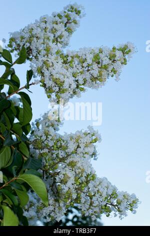 Weiße Blüten blühen auf ein Crepe Myrtle Baum (Lagerstroemia indica) am Ende des Frühlings in Houston, TX. Stockfoto