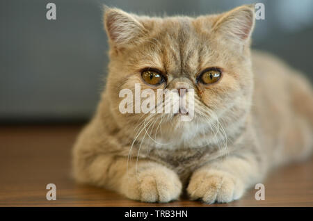 Exotische Kurzhaar Katze mit breiten Augen sitzt auf einem Holztisch Blick in die Kamera geben lustige Ausdrücke Stockfoto