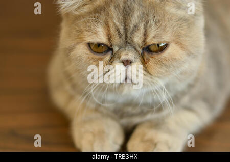 Exotische Kurzhaar Katze mit breiten Augen sitzt auf einem Holztisch Blick in die Kamera geben lustige Ausdrücke Stockfoto