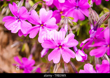 Kleine rosa Blumen blühen im Park Stockfoto