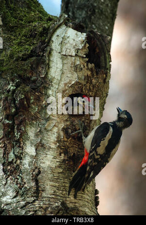 Das Küken der Buntspecht (Dendrocopos major) lehnt sich aus dem hohlen und öffnet den Schnabel warten auf die Fütterung durch die Eltern. Vertikale Stockfoto