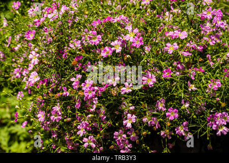 Kleine rosa Blumen blühen im Park Stockfoto