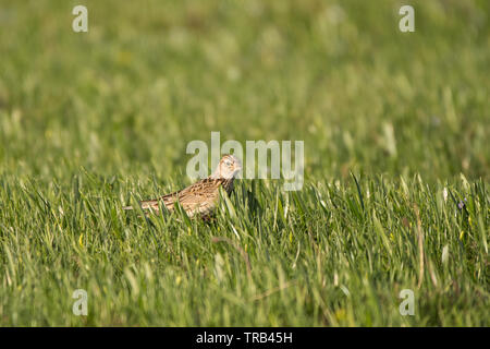 Atemberaubende Vogel Foto. Feldlerche/Alauda arvensis Stockfoto